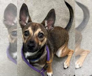 Chihuahua-Unknown Mix Dogs for adoption in Texas City, TX, USA