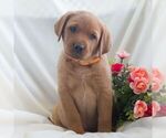 Small #4 Labrador Retriever