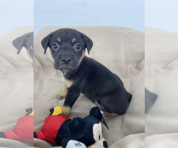 Medium Photo #1 Labrador Retriever-Unknown Mix Puppy For Sale in Hillsboro, MO, USA