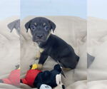 Small Labrador Retriever Mix