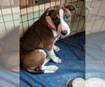 Small #1 Great Dane Mix