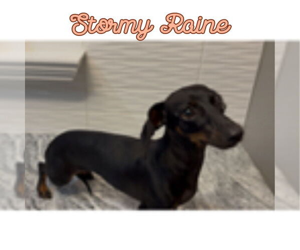 Medium Photo #9 Dachshund Puppy For Sale in San Antonio, TX, USA