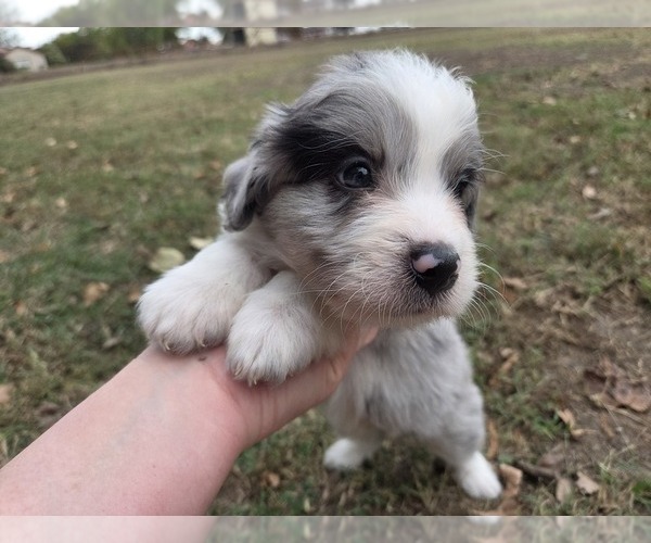 Medium Photo #19 Aussiedoodle Puppy For Sale in WILLS POINT, TX, USA