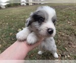 Small #18 Aussiedoodle