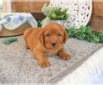 Small #3 Labrador Retriever