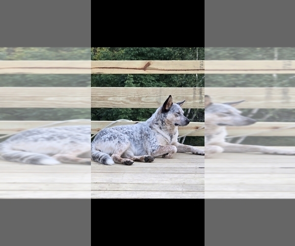Medium Photo #5 Australian Cattle Dog Puppy For Sale in WATERBURY, VT, USA