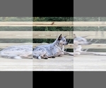 Small #4 Australian Cattle Dog