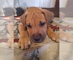 Small Photo #10 Presa Canario Puppy For Sale in ROANOKE, VA, USA