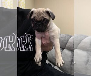 Pug Puppy for sale in SALEM, OR, USA