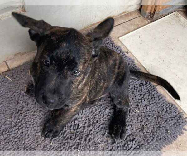 Medium Photo #3 Staffordshire Bull Terrier-Unknown Mix Puppy For Sale in Tracy City, TN, USA