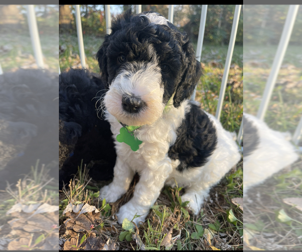 Medium Photo #14 Goldendoodle Puppy For Sale in LOTHIAN, MD, USA