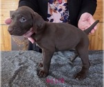 Small #2 German Shorthaired Pointer