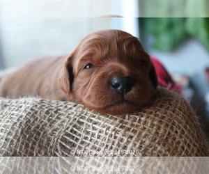 Goldendoodle Puppy for sale in DENISON, TX, USA