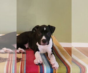 Mutt Dogs for adoption in Cliffwood, NJ, USA