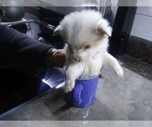 Australian Shepherd Puppy for sale in DEMING, NM, USA