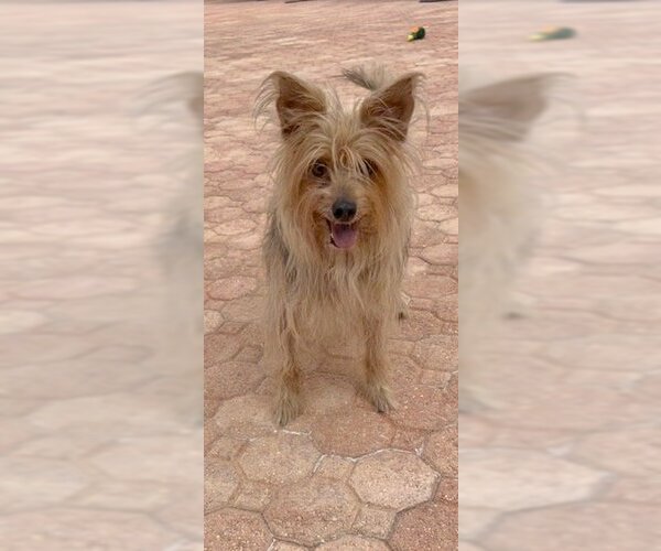 Medium Photo #7 Mutt Puppy For Sale in Weston, FL, USA