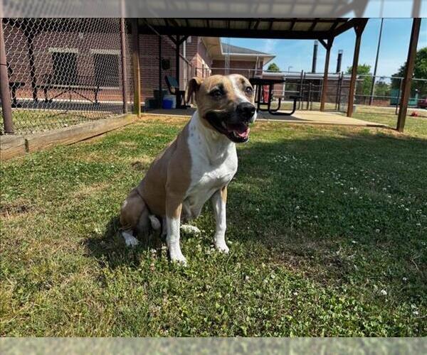 Medium Photo #1 Mutt Puppy For Sale in Grovetown, GA, USA