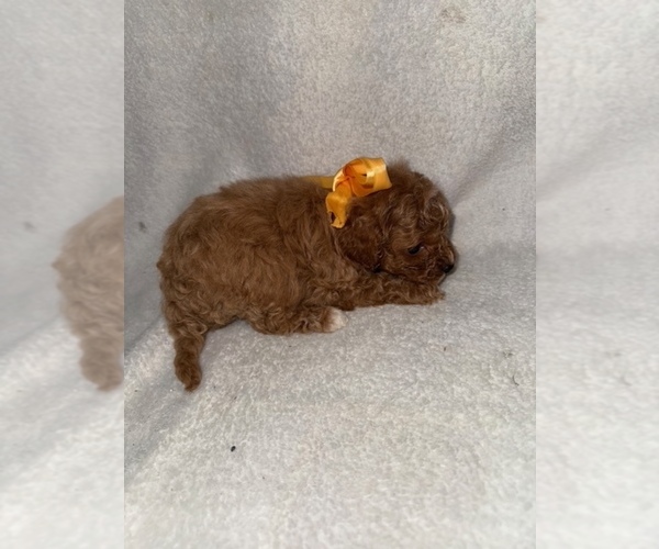 Medium Photo #5 Cavapoo (Miniature) Puppy For Sale in MUNFORDVILLE, KY, USA