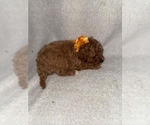 Small #4 Cavapoo (Miniature)