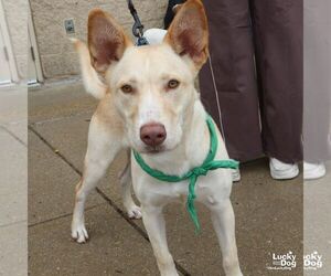 Squeegee - Male Retriever -Unknown Mix Dog for Adoption - Photo #4