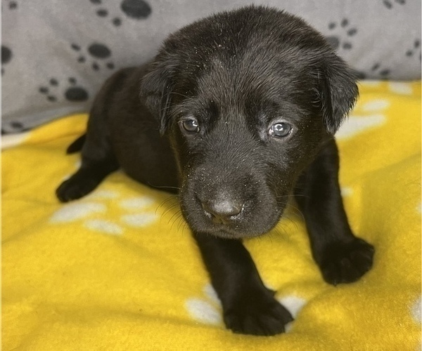 Medium Photo #3 Labrador Retriever Puppy For Sale in OLIVE HILL, KY, USA