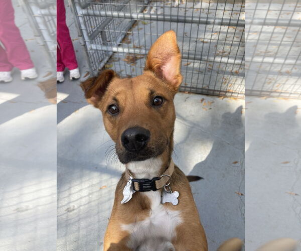 Medium Photo #6 Mutt Puppy For Sale in San Diego, CA, USA