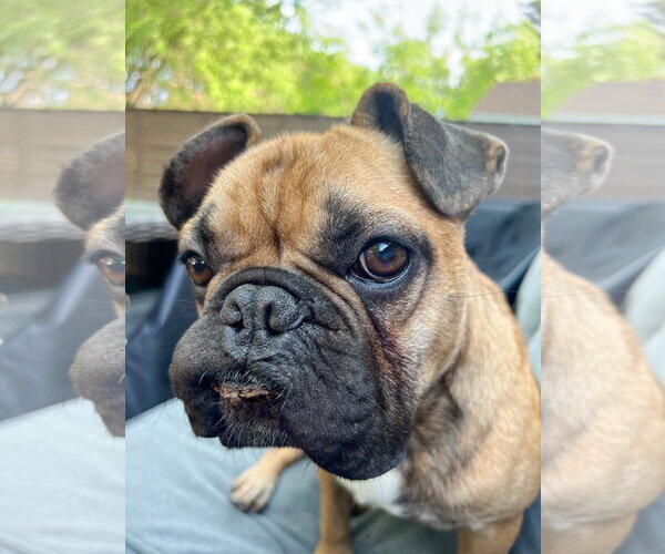 Medium Photo #10 French Bulldog Puppy For Sale in St. Louis Park, MN, USA