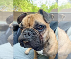 Scooter - Male French Bulldog Dog for Adoption - Photo #10