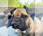 Small #9 French Bulldog
