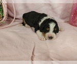 Small Photo #51 Bernedoodle Puppy For Sale in COLORADO SPRINGS, CO, USA