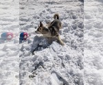 Small #15 Siberian Husky Mix