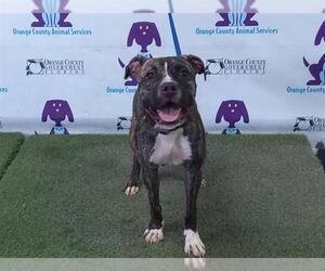 American Pit Bull Terrier Dogs for adoption in Orlando, FL, USA