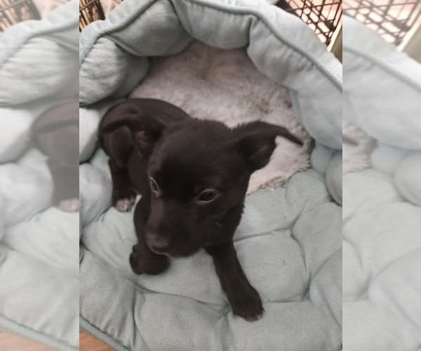 Medium Photo #2 Chihuahua Puppy For Sale in SAINT CHARLES, MO, USA