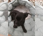 Small #1 Chihuahua