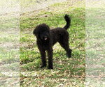 Small #1 Poodle (Standard) Mix