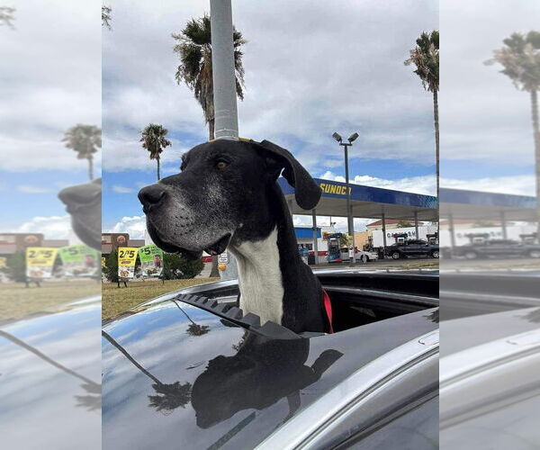 Medium Photo #1 Great Dane Puppy For Sale in Bullard, TX, USA