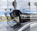 Small Great Dane