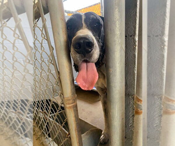 Medium Photo #2 Great Dane Puppy For Sale in Bullard, TX, USA