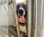 Small #1 Great Dane