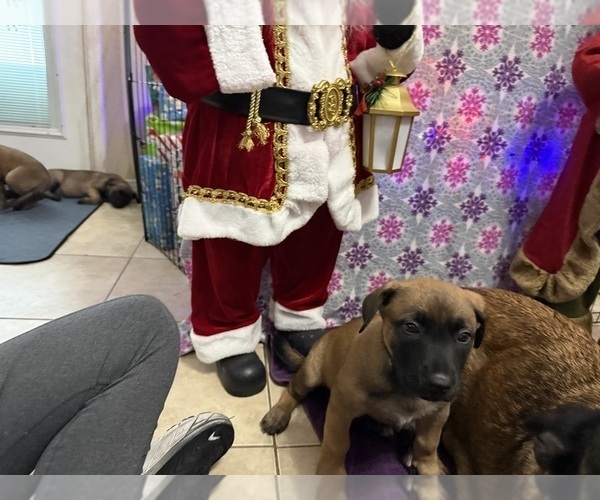Medium Photo #26 Belgian Malinois Puppy For Sale in JACKSONVILLE, FL, USA