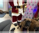 Small Photo #26 Belgian Malinois Puppy For Sale in JACKSONVILLE, FL, USA