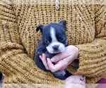 Small Photo #11 Boston Terrier Puppy For Sale in MCMINNVILLE, TN, USA
