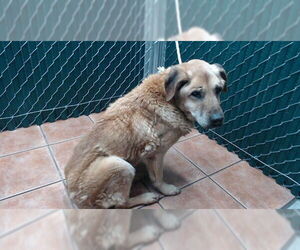 Labrachow Dogs for adoption in Downey, CA, USA