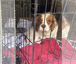 Small Photo #2 Cavalier King Charles Spaniel Puppy For Sale in Pottstown, PA, USA