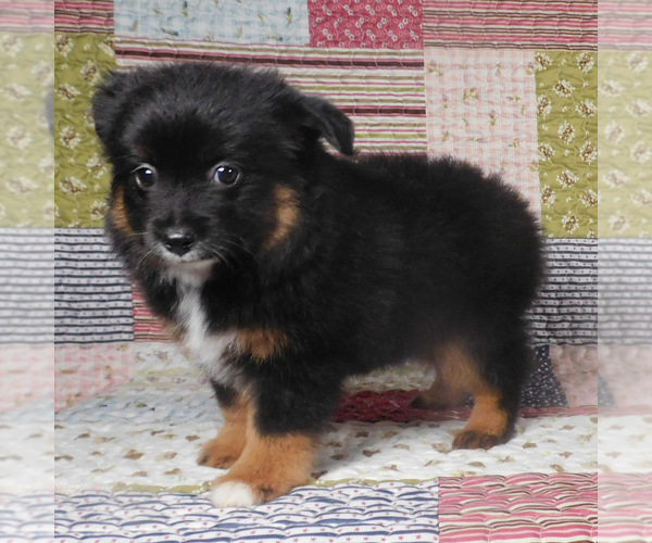 Medium Photo #9 Miniature Australian Shepherd Puppy For Sale in HARRISON, OH, USA