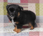 Small #8 Miniature Australian Shepherd