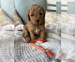 Small Goldendoodle (Miniature)