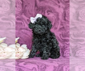 Poodle (Toy) Puppy for sale in LINCOLN UNIVERSITY, PA, USA
