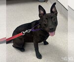 Small #1 Labrador Retriever-Retriever  Mix