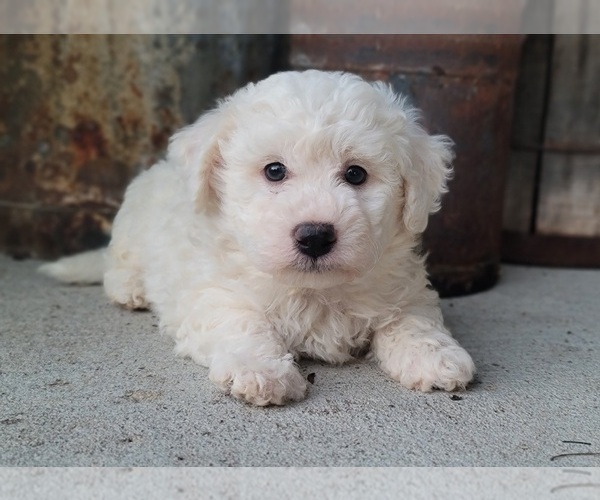 Medium Photo #6 Bichon Frise Puppy For Sale in MANES, MO, USA
